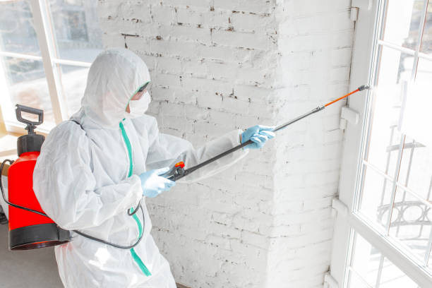 Best Mold Prevention Services  in Prairie Grove, AR